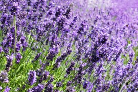 foto lavendel
